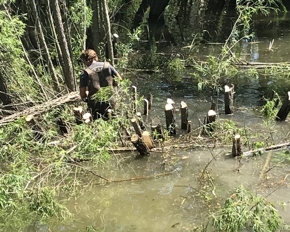 A worker in a wetsuit performing dredging activities in a forested wetland, surrounded by trees and water, with cut tree stumps visible in the foreground.