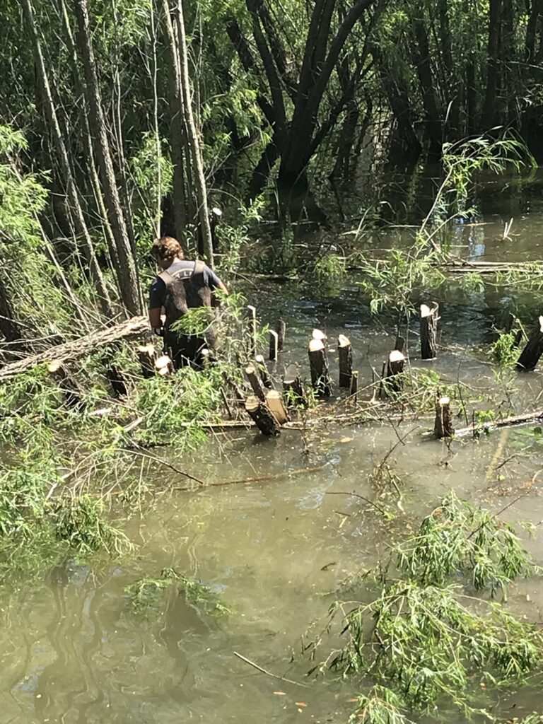A worker in a wetsuit performing dredging activities in a forested wetland, surrounded by trees and water, with cut tree stumps visible in the foreground.