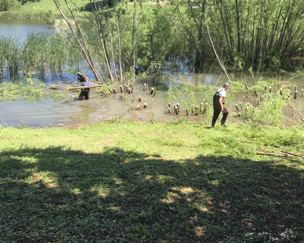 Two individuals engaged in an environmental maintenance project near a body of water surrounded by trees. One person stands in the water near cut tree stumps, while the other works from the shoreline on a sunny day.