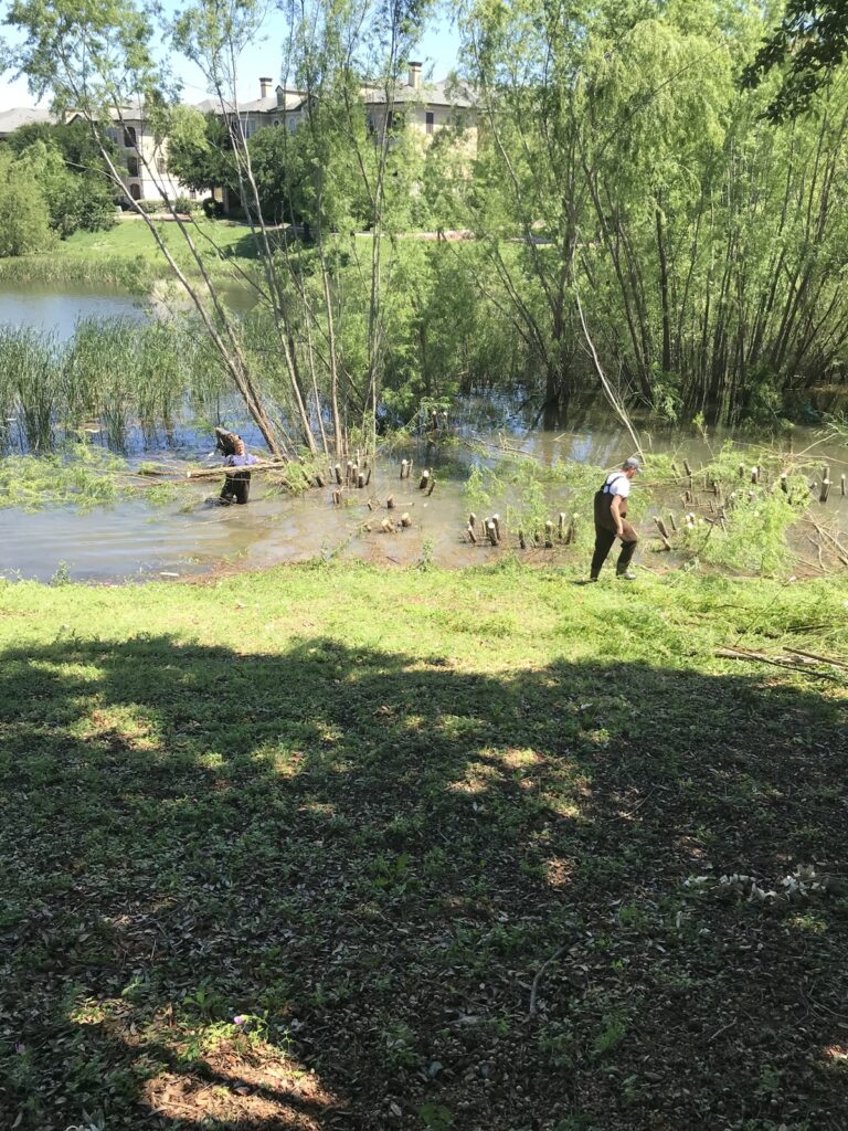 Two individuals engaged in an environmental maintenance project near a body of water surrounded by trees. One person stands in the water near cut tree stumps, while the other works from the shoreline on a sunny day.